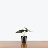 Alocasia Green Unicorn — 4" Pot