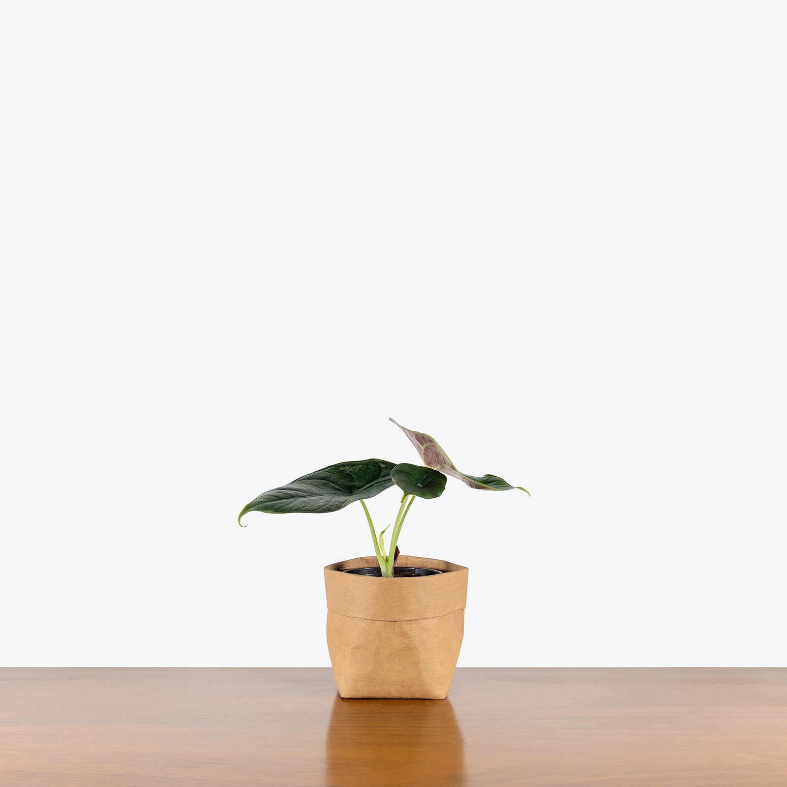 Alocasia Green Unicorn | Care Guide and Pro Tips - Delivery from Toronto across Canada - JOMO Studio