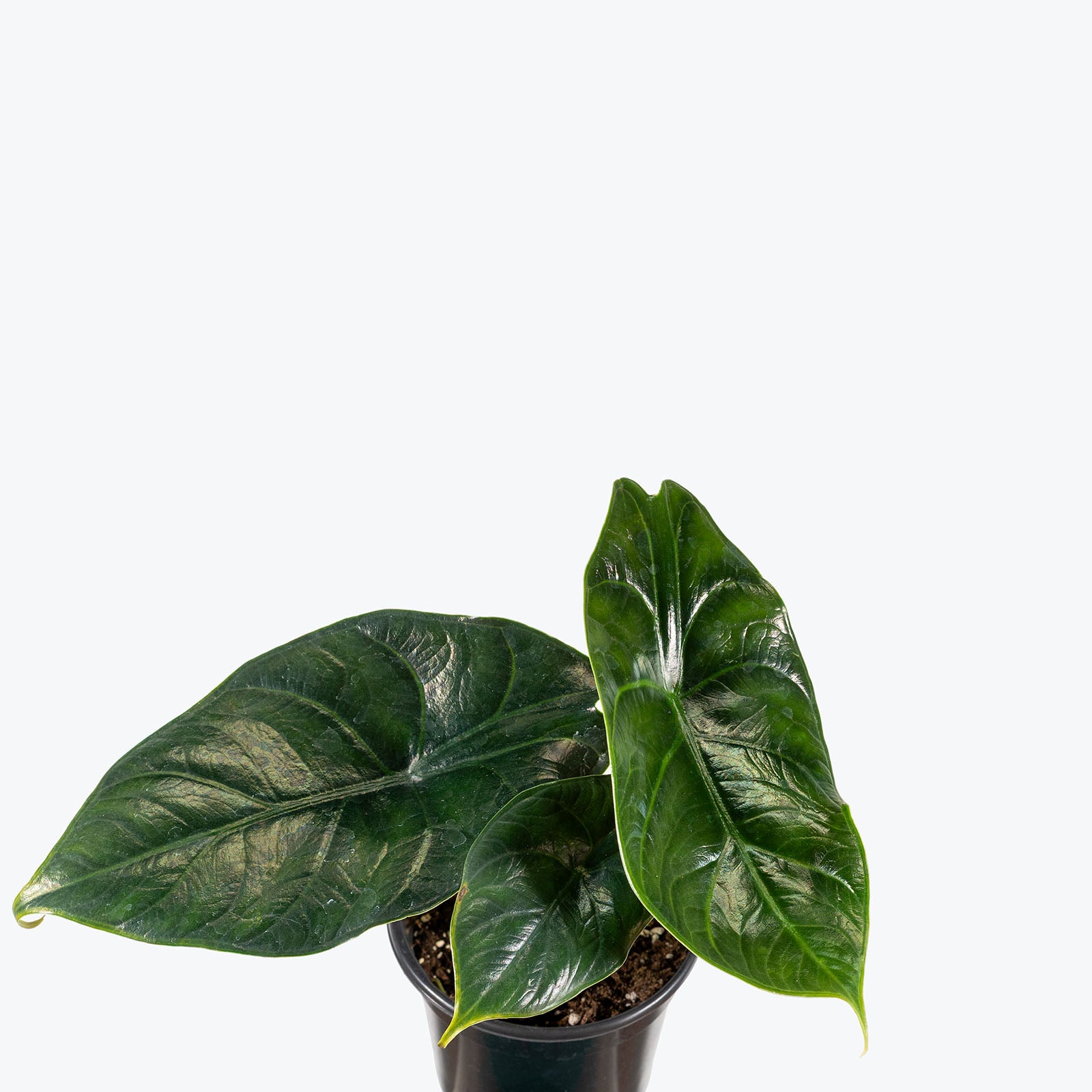 Alocasia Green Unicorn | Care Guide and Pro Tips - Delivery from Toronto across Canada - JOMO Studio