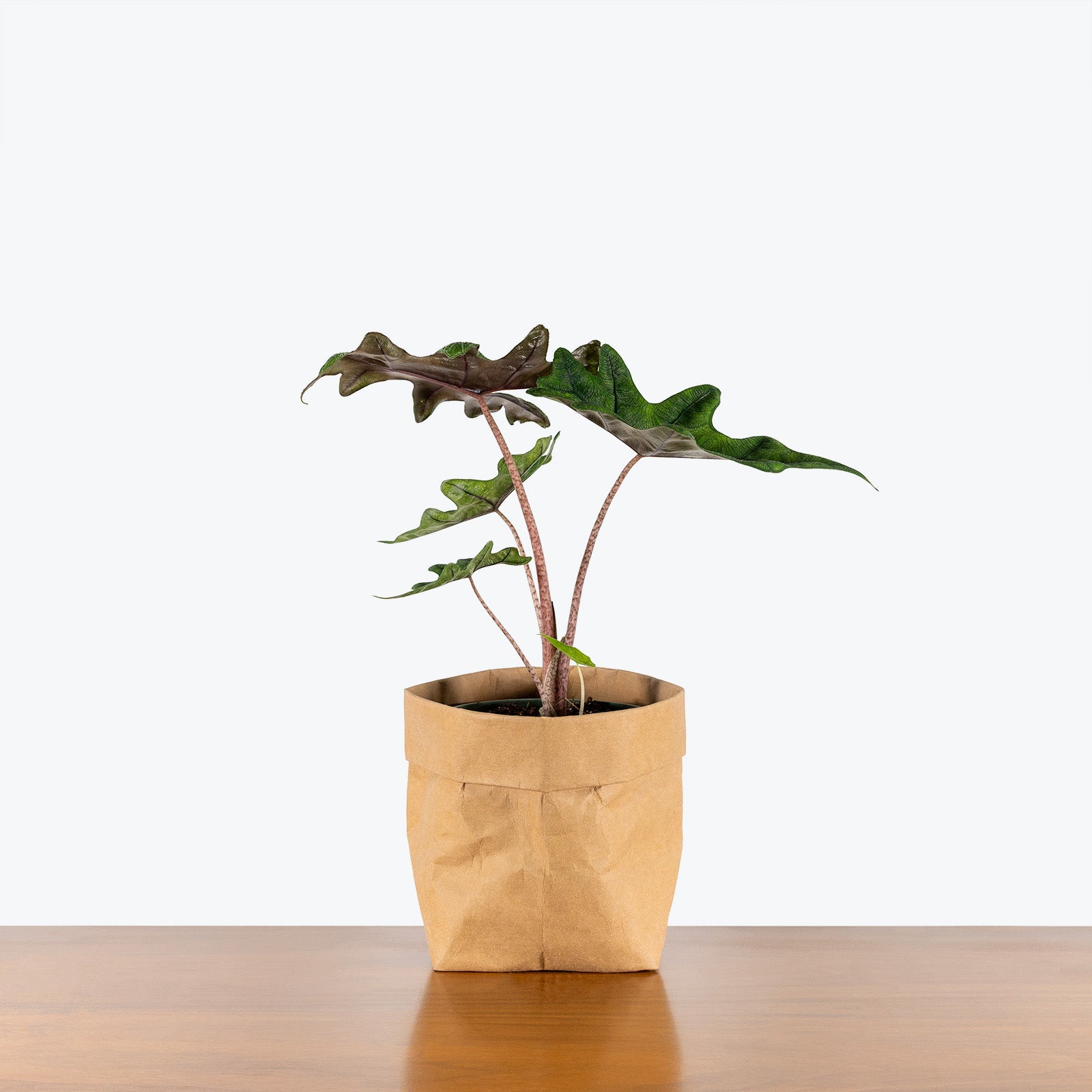 Alocasia Jacklyn | Care Guide and Pro Tips - Delivery from Toronto across Canada - JOMO Studio