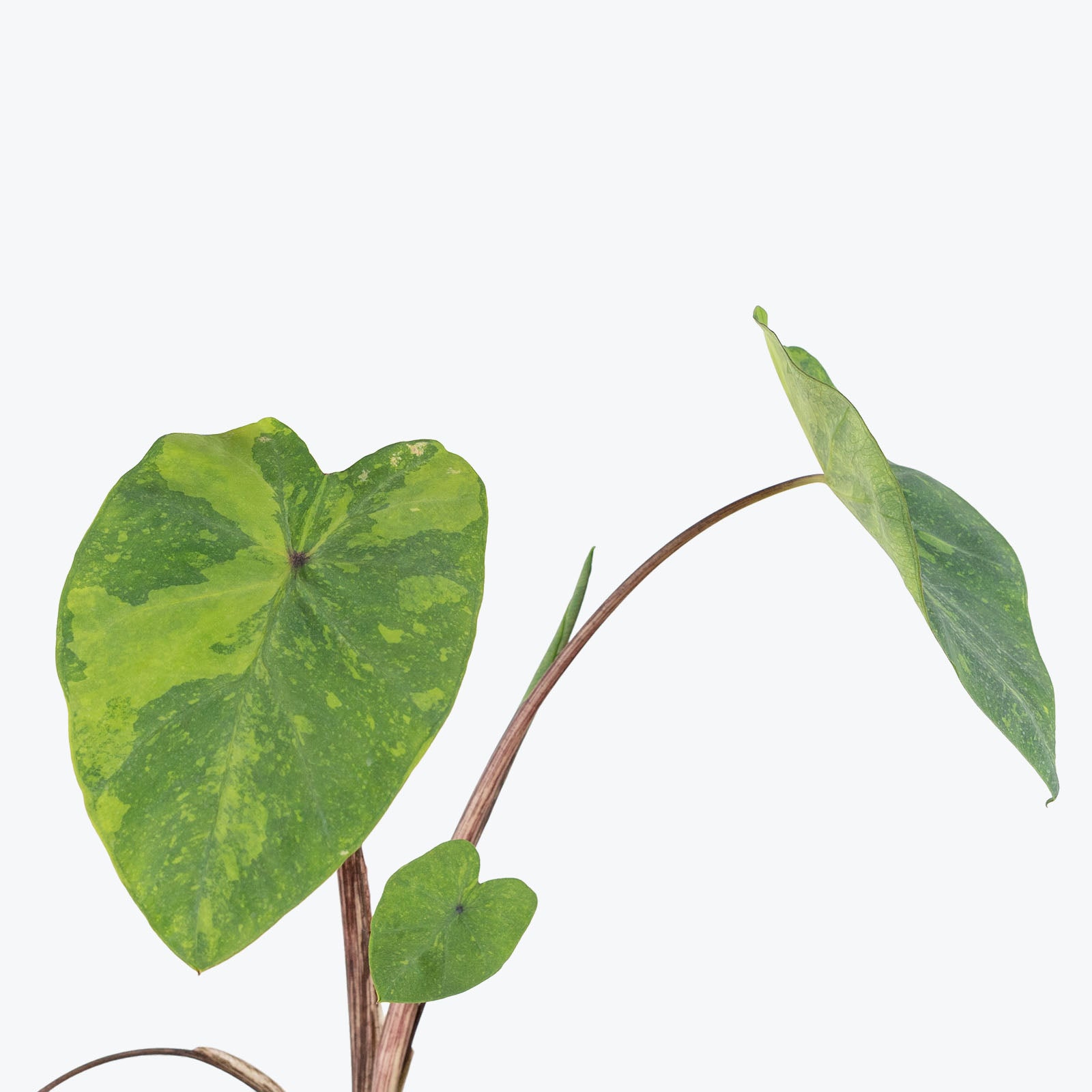 Alocasia Lemon Lime Gecko - House Plants Delivery Toronto - JOMO Studio