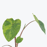 Alocasia Lemon Lime Gecko - House Plants Delivery Toronto - JOMO Studio