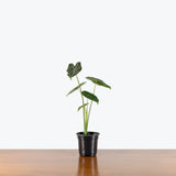 Alocasia Longiloba Silver — 4" Pot