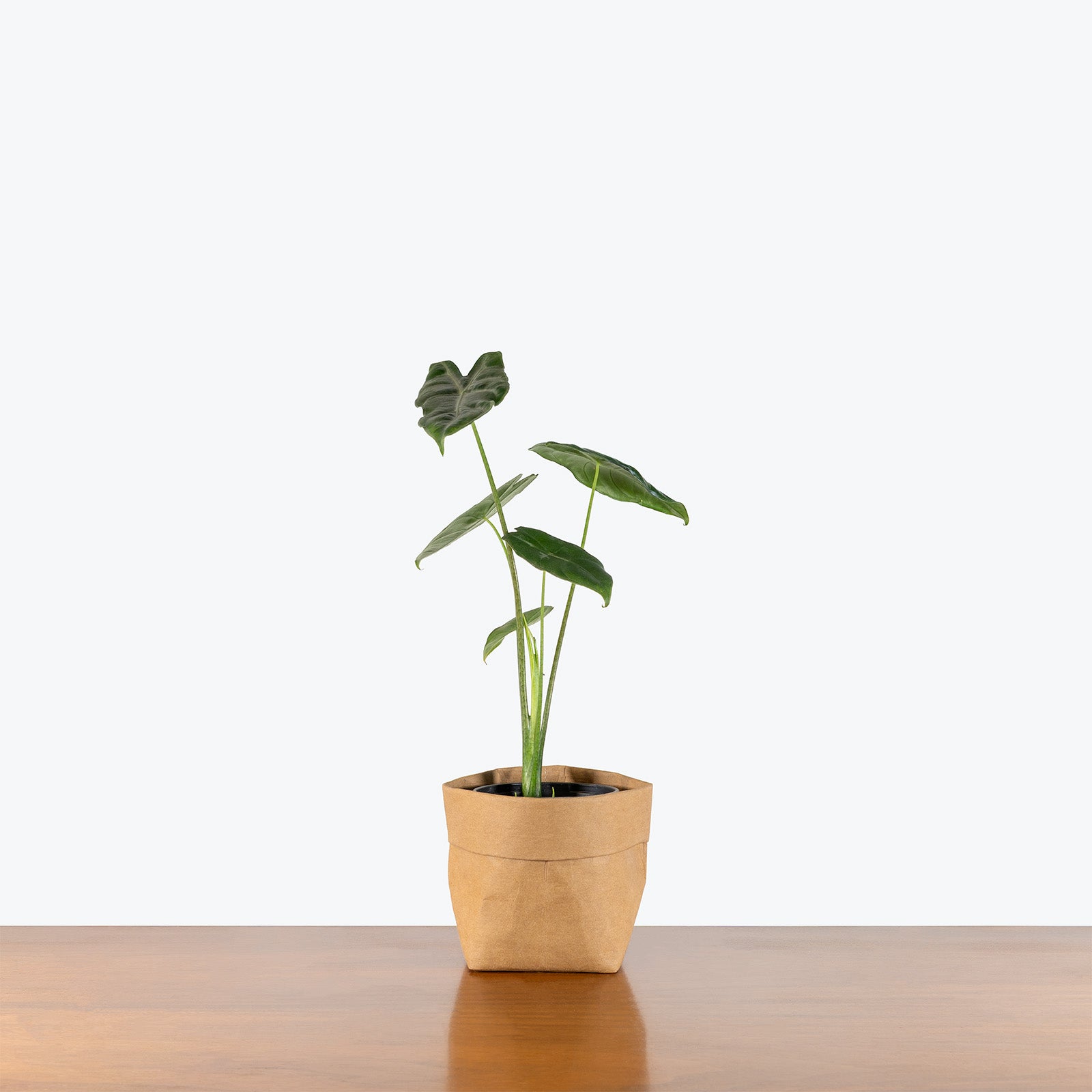 Alocasia Longiloba Silver | Indoor Tropical Plants & Houseplants for Delivery | Care Guide and Pro Tips