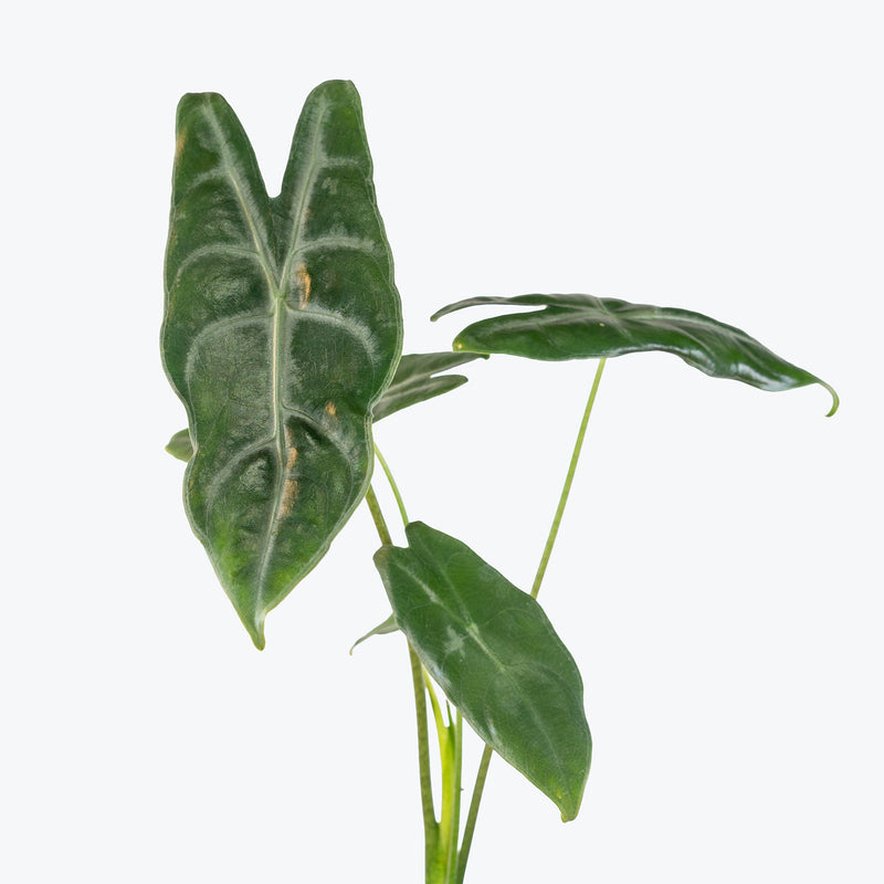 Alocasia Longiloba Silver | Indoor Tropical Plants & Houseplants for Delivery | Care Guide and Pro Tips