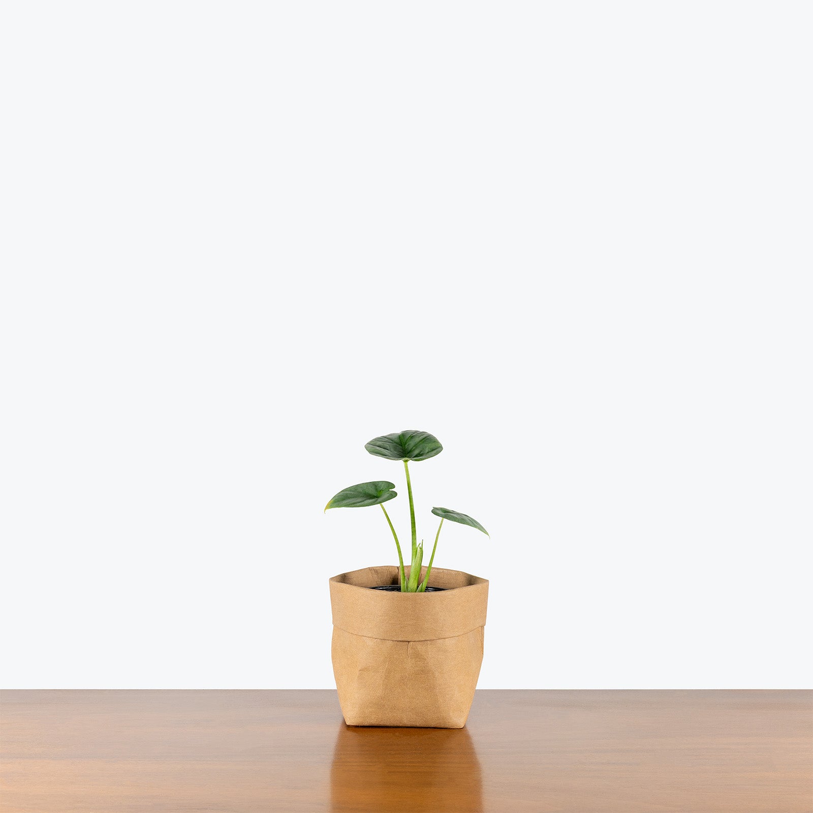 Alocasia Lukiwan | Indoor Tropical Plants & Houseplants for Delivery | Care Guide and Pro Tips