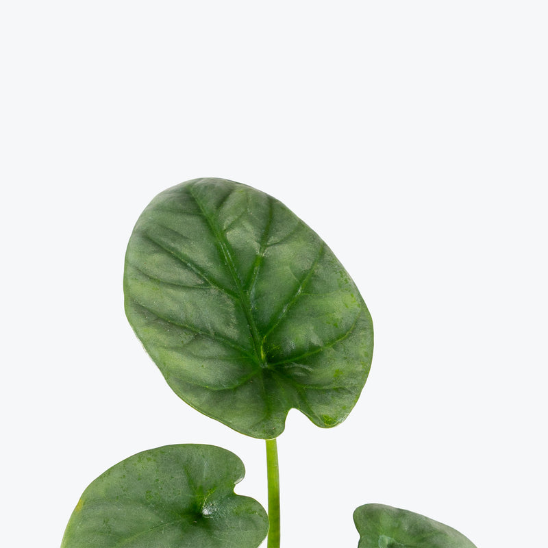 Alocasia Lukiwan | Indoor Tropical Plants & Houseplants for Delivery | Care Guide and Pro Tips