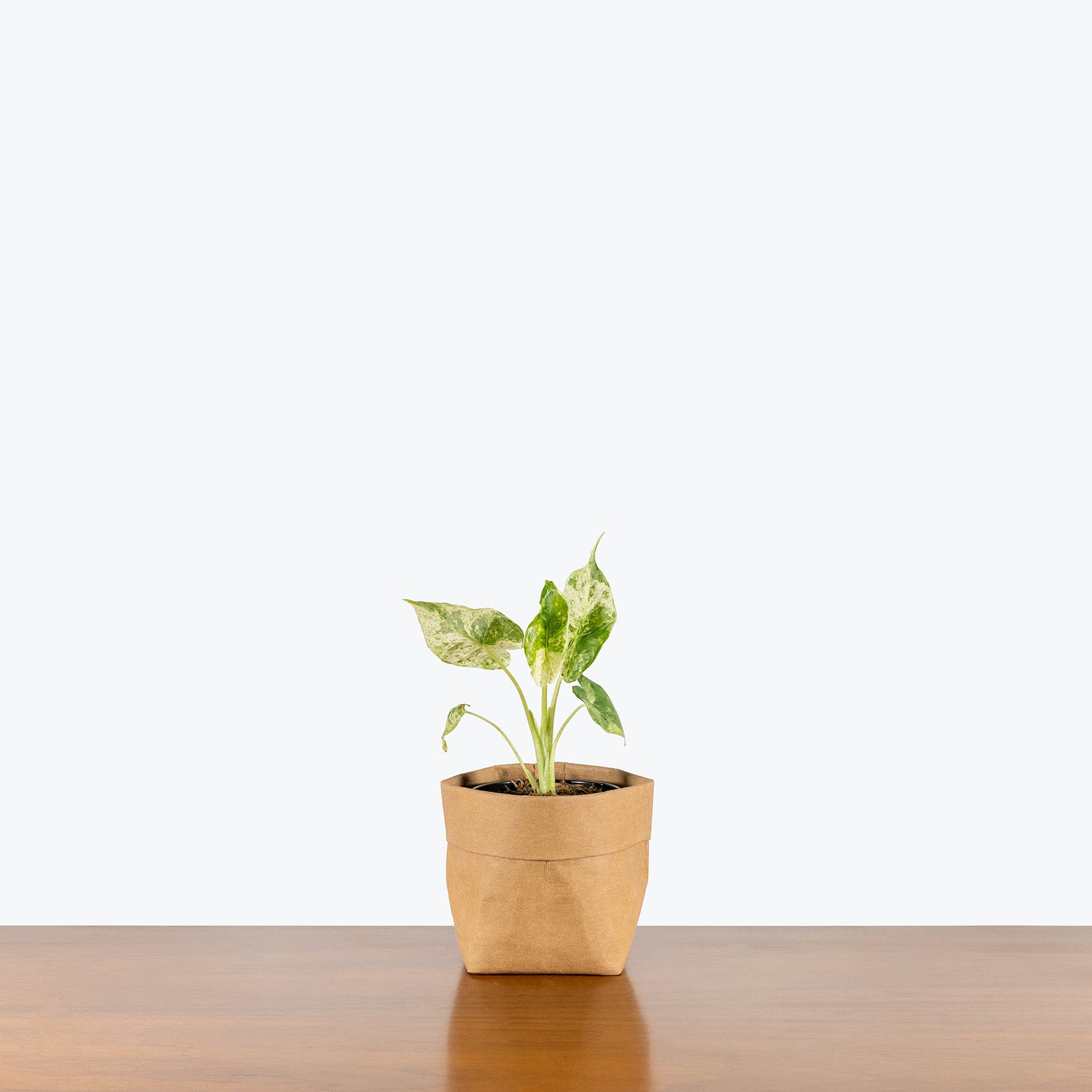 Alocasia Macrorrhiza Camouflage Variegata | Grow and Care Tips - House Plants Delivery Toronto Canada - JOMO Studio