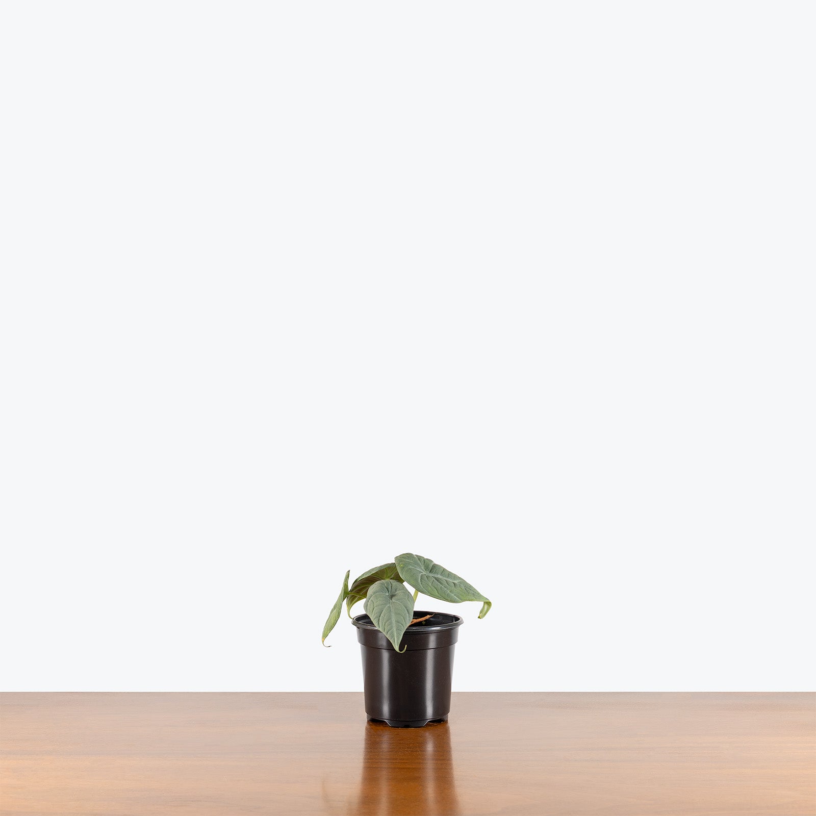 Alocasia Maharani | Indoor Tropical Plants & Houseplants for Delivery | Care Guide and Pro Tips