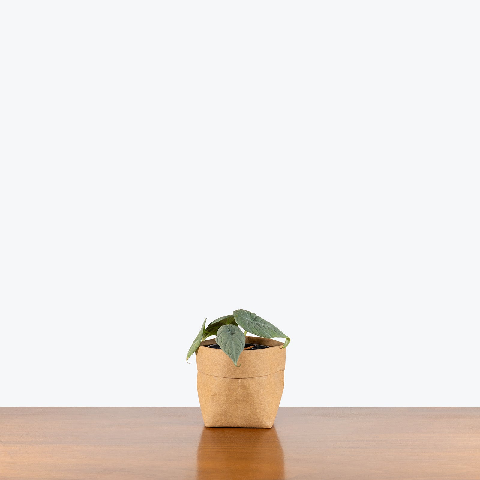 Alocasia Maharani | Indoor Tropical Plants & Houseplants for Delivery | Care Guide and Pro Tips