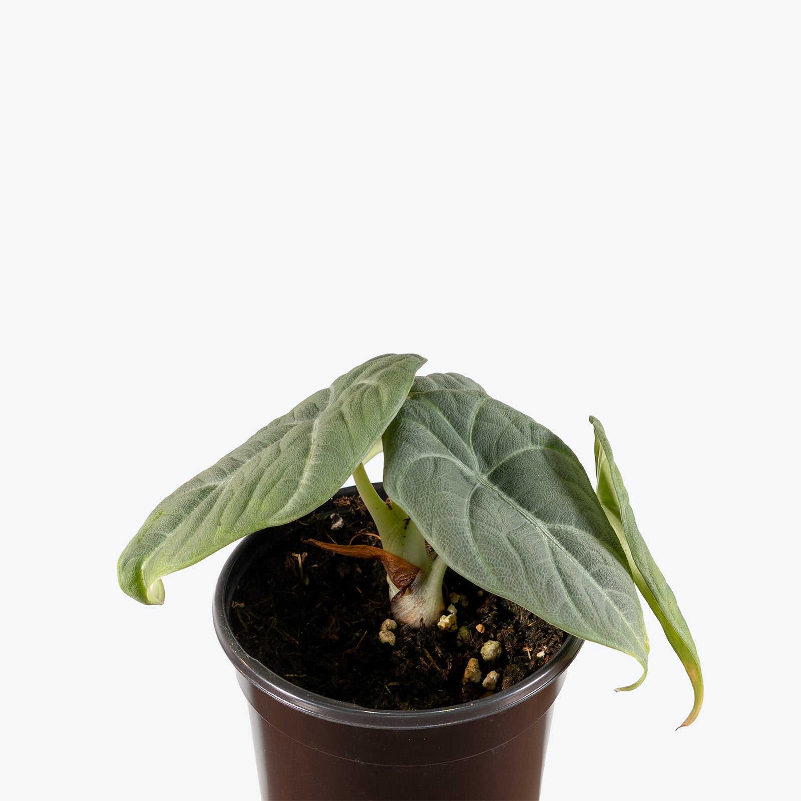 Alocasia Maharani | Indoor Tropical Plants & Houseplants for Delivery | Care Guide and Pro Tips