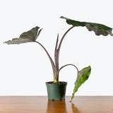 Alocasia Metalhead — 6" Pot (smaller than picture)