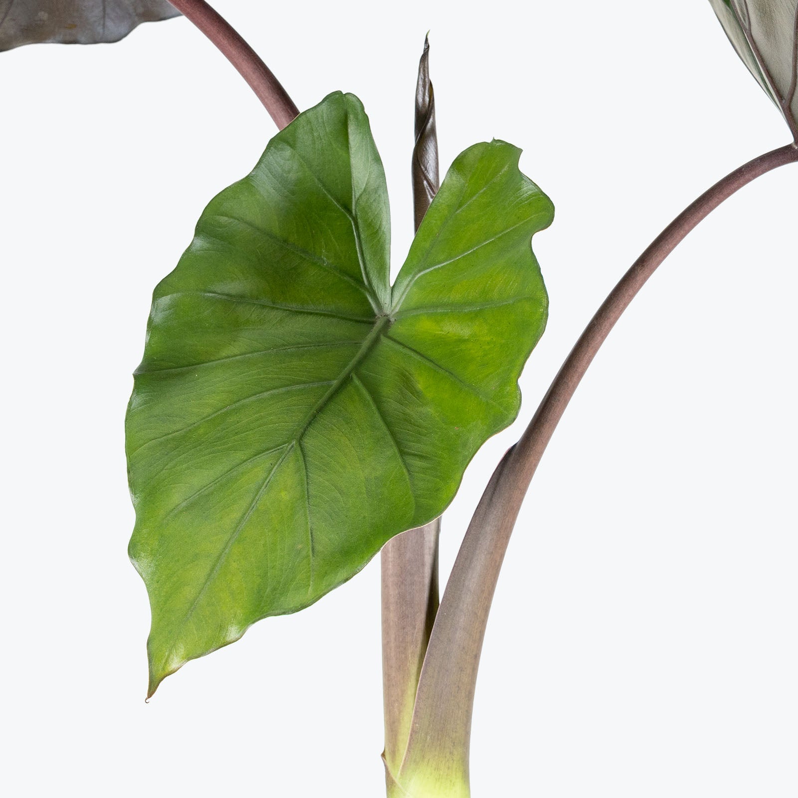 Alocasia Metalhead - House Plants Delivery Toronto - JOMO Studio