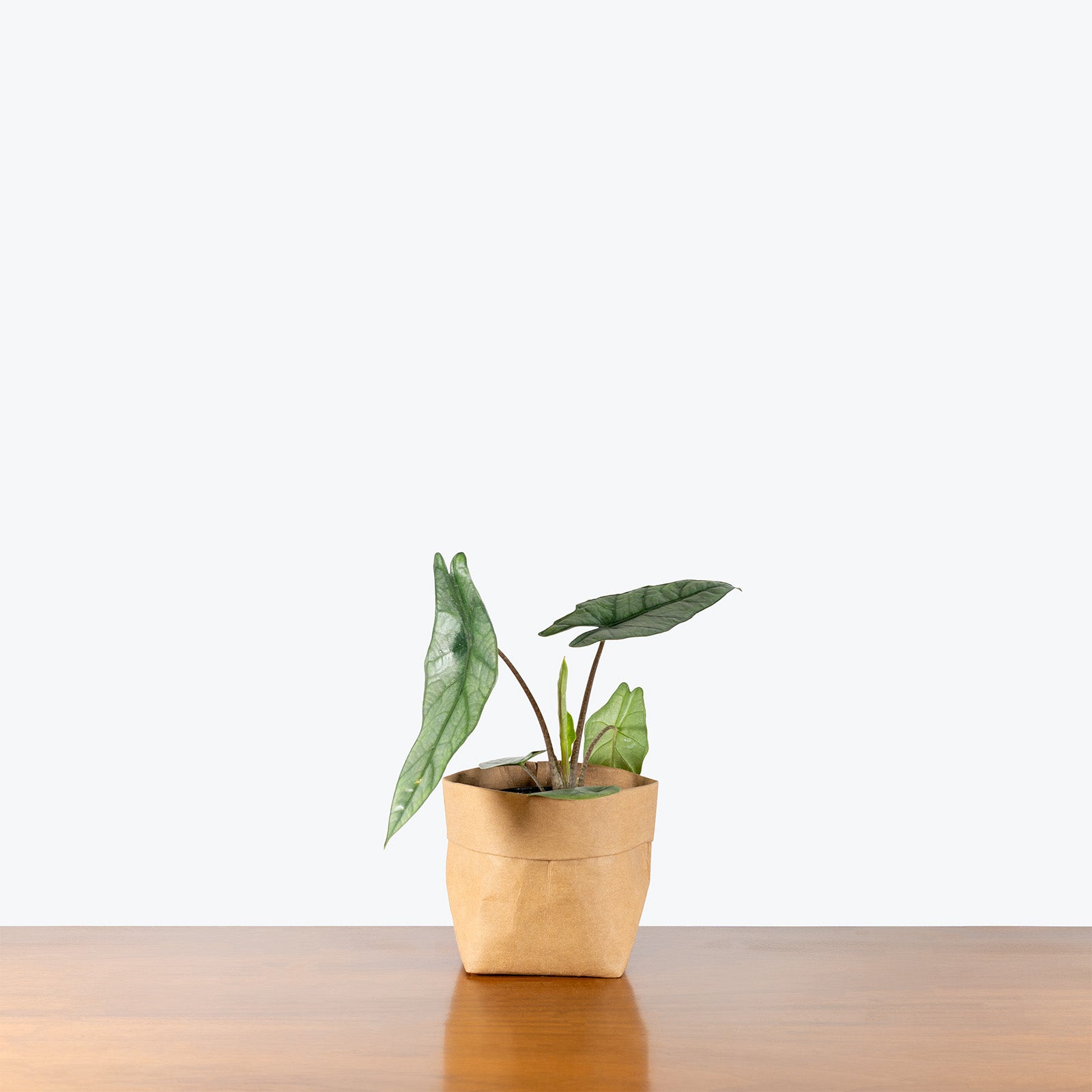 Alocasia Metallic Blue | Care Guide and Pro Tips - Delivery from Toronto across Canada - JOMO Studio
