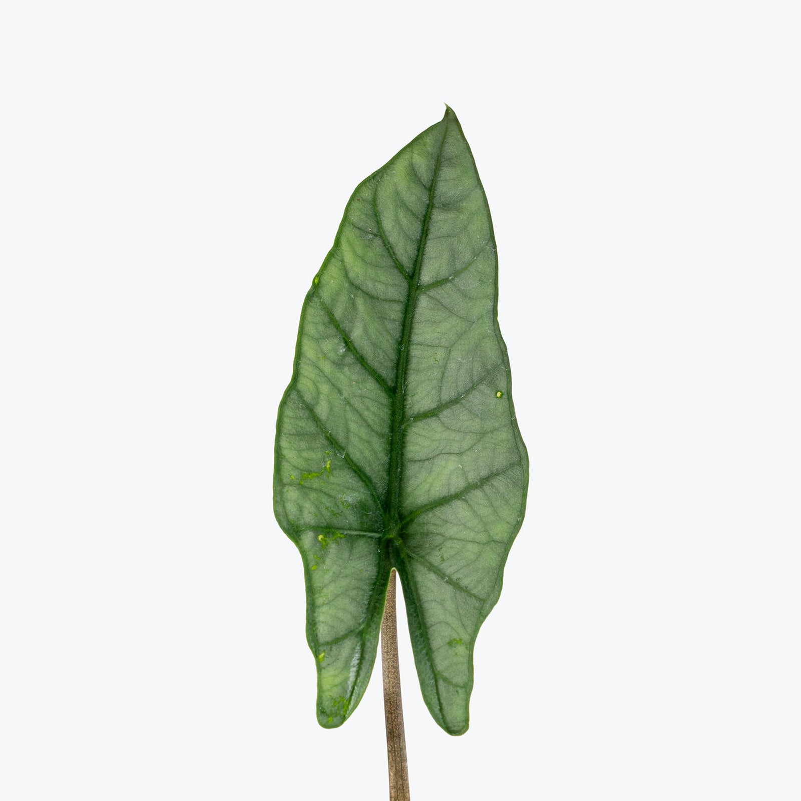 Alocasia Metallic Blue | Care Guide and Pro Tips - Delivery from Toronto across Canada - JOMO Studio