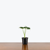 Alocasia Mickey Mouse - House Plants Delivery Toronto - JOMO Studio
