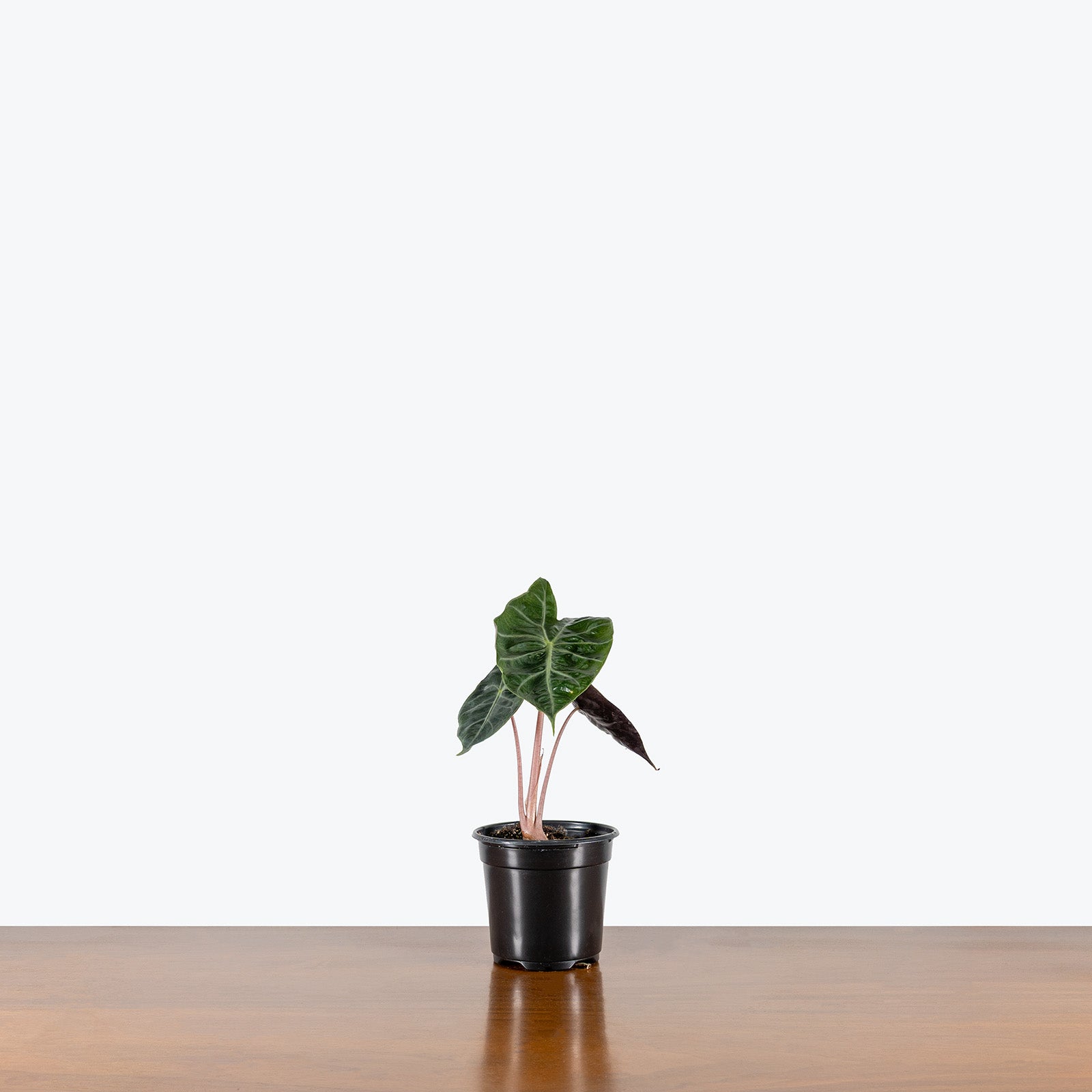 Alocasia Nairobi Nights | Care Guide and Pro Tips - Delivery from Toronto across Canada - JOMO Studio