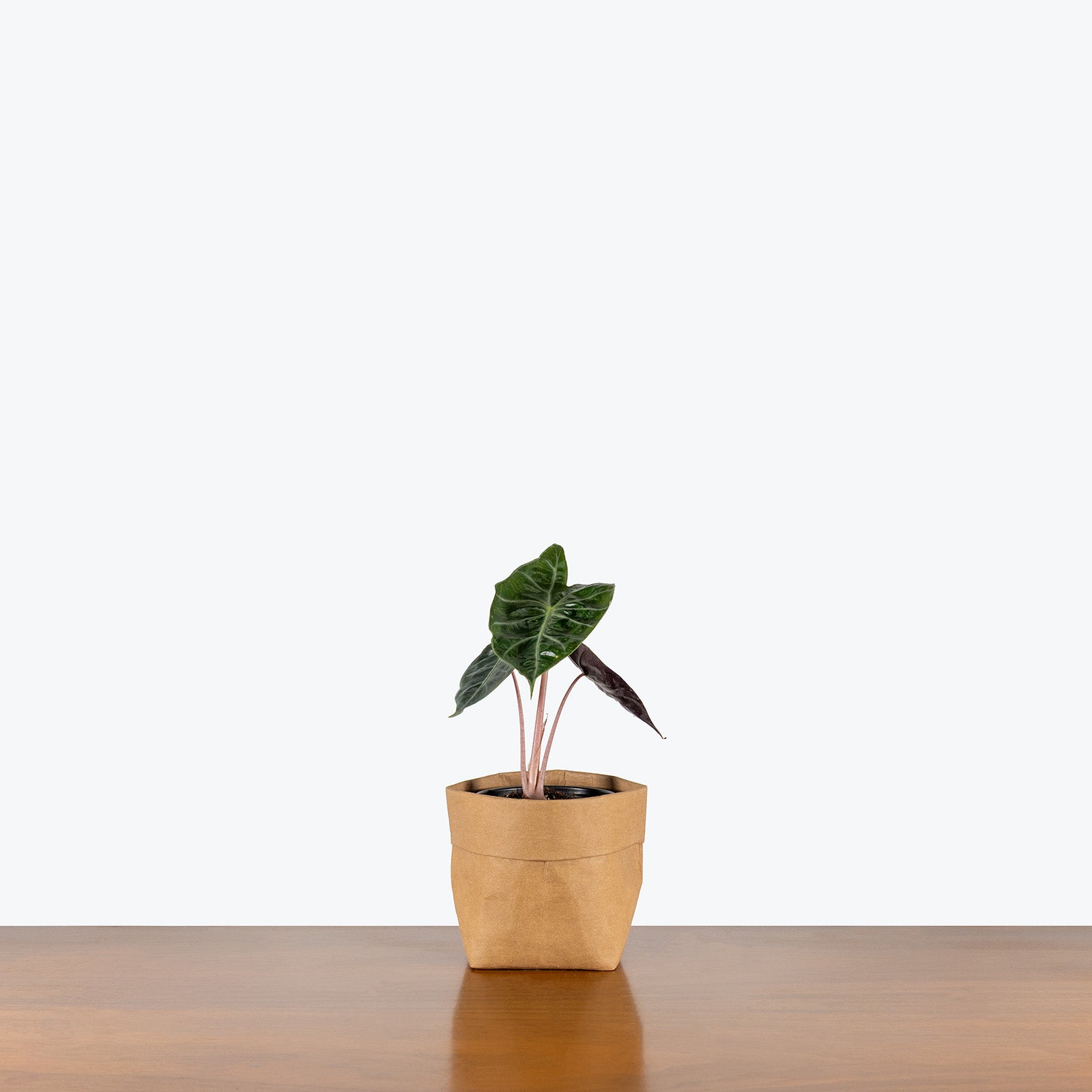 Alocasia Nairobi Nights | Care Guide and Pro Tips - Delivery from Toronto across Canada - JOMO Studio