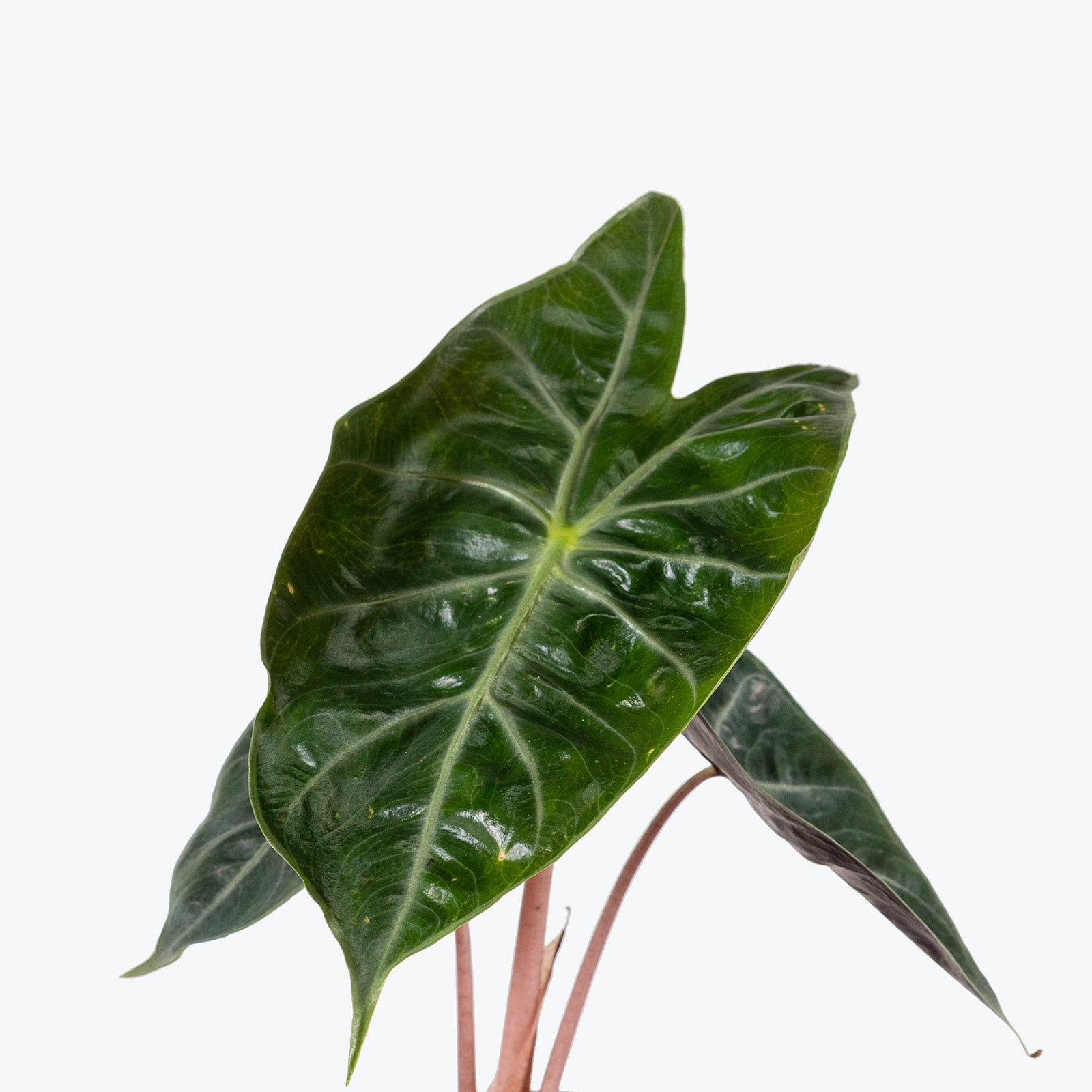 Alocasia Nairobi Nights | Care Guide and Pro Tips - Delivery from Toronto across Canada - JOMO Studio