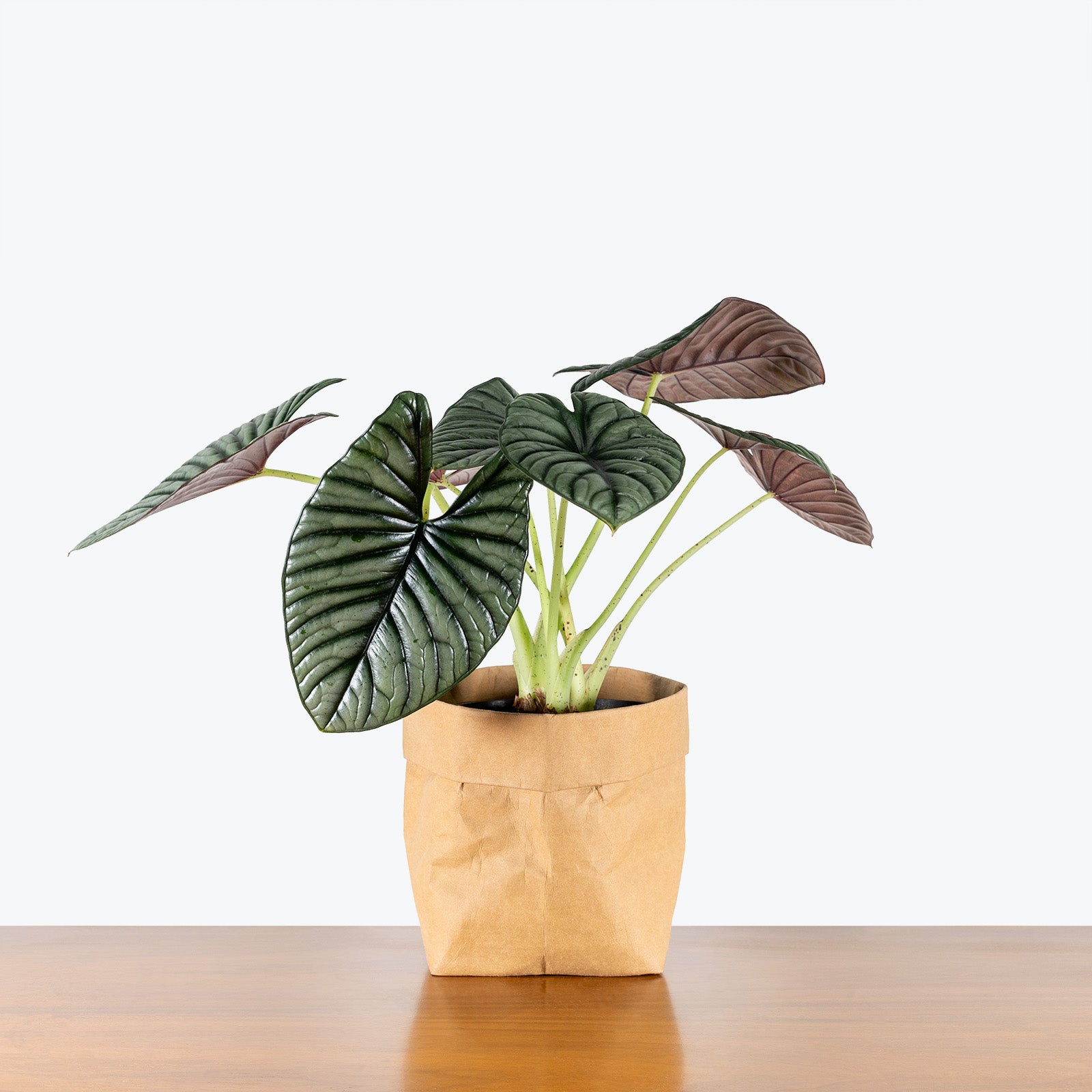 Alocasia Nebula | Care Guide and Pro Tips - House Plant Delivery from Toronto across Canada - JOMO Studio