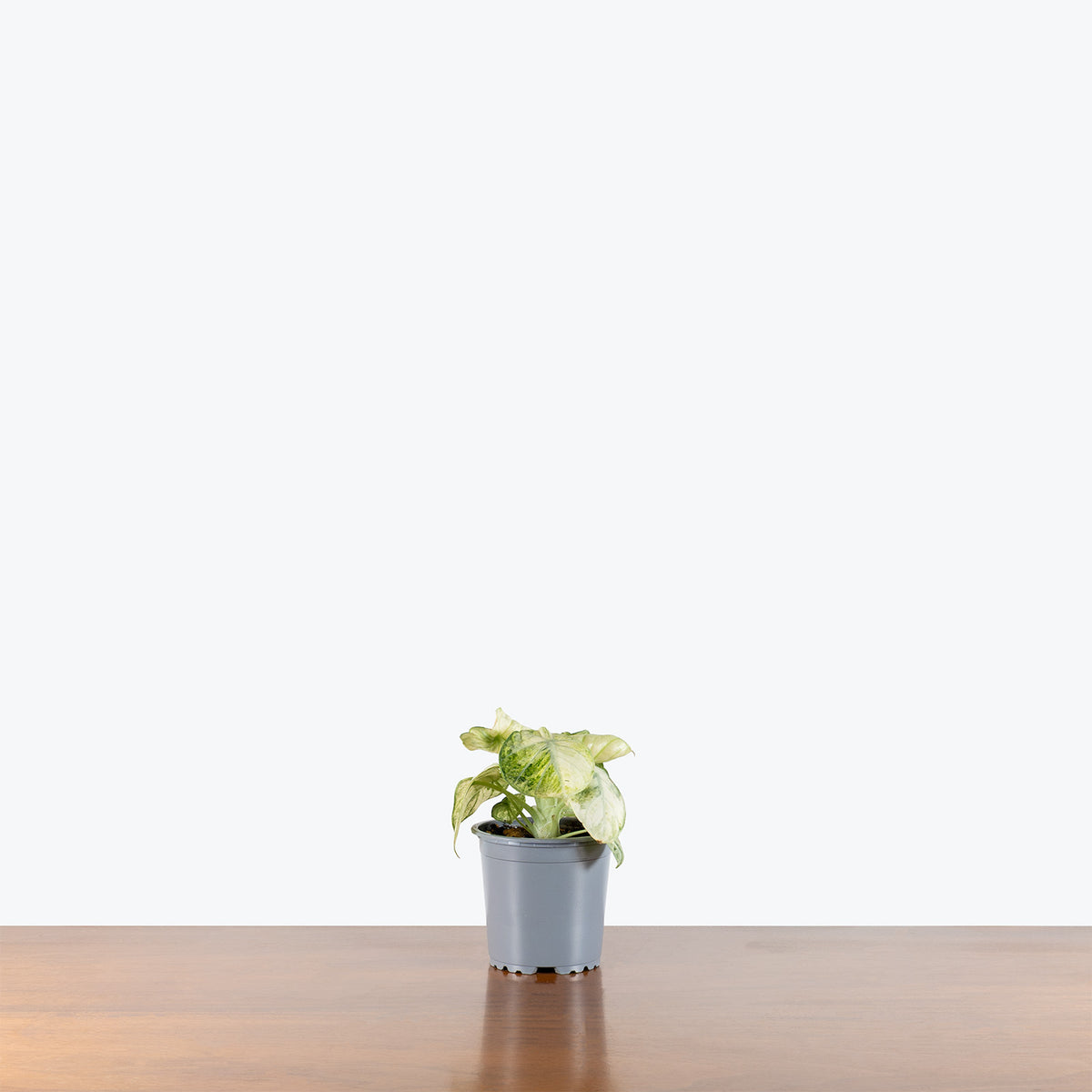 Alocasia Ninja Variegated | Care Guide and Pro Tips - Delivery from Toronto across Canada - JOMO Studio