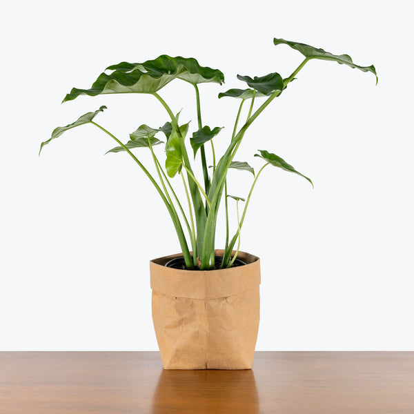 Alocasia Odora - House Plants Delivery Toronto - JOMO Studio
