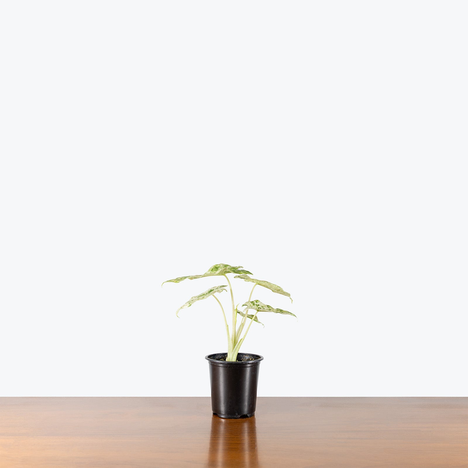 Alocasia Odora Batik | Care Guide and Pro Tips - Delivery from Toronto across Canada - JOMO Studio
