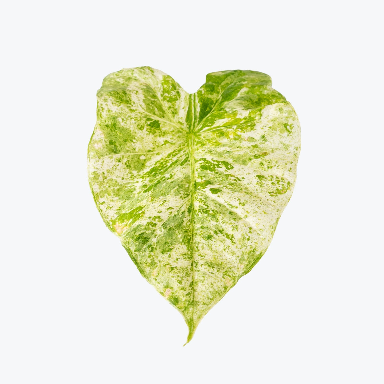 Alocasia Odora Batik | Care Guide and Pro Tips - Delivery from Toronto across Canada - JOMO Studio
