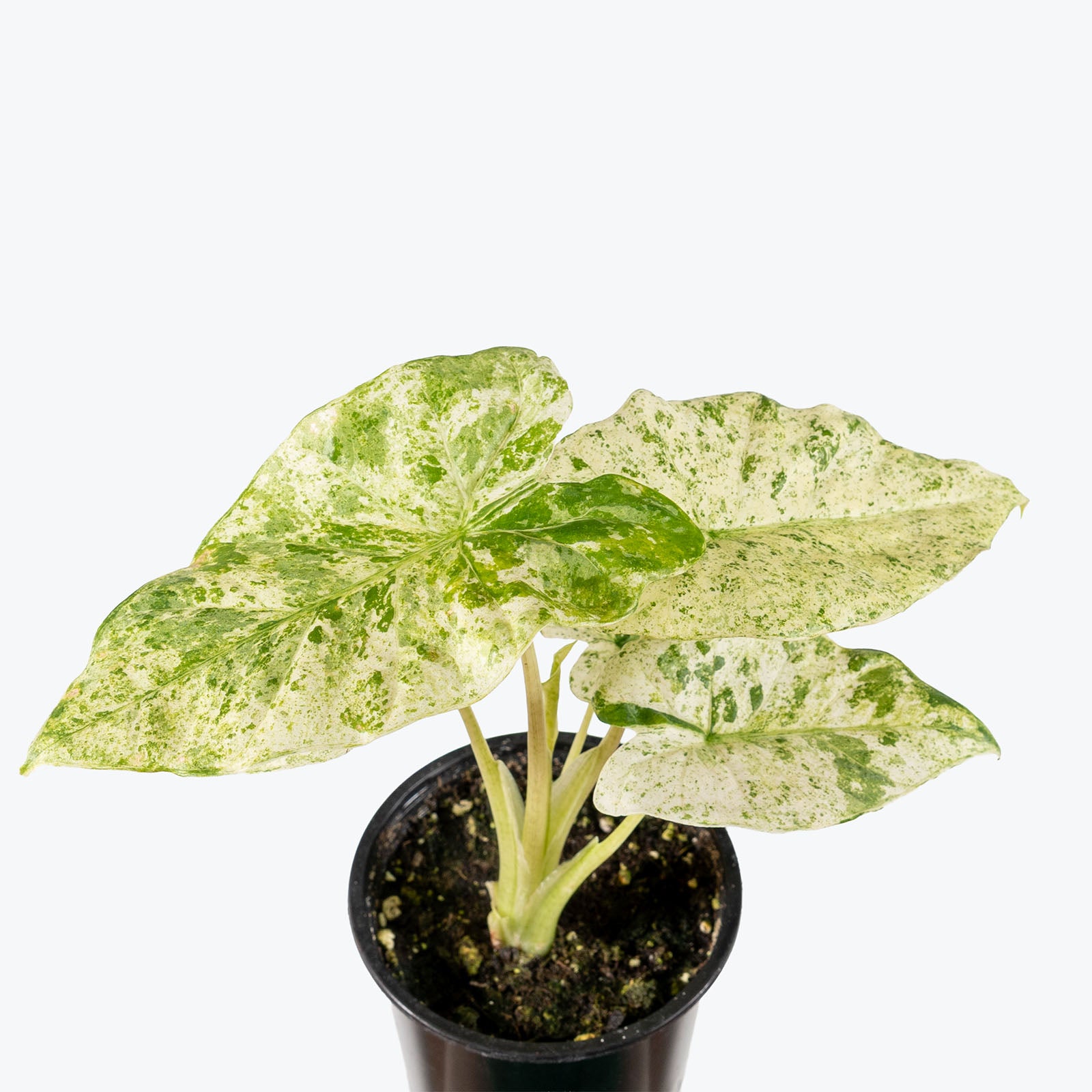 Alocasia Odora Batik | Care Guide and Pro Tips - Delivery from Toronto across Canada - JOMO Studio