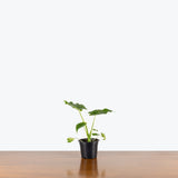 Alocasia Odora Variegata Yellow — 4" Pot