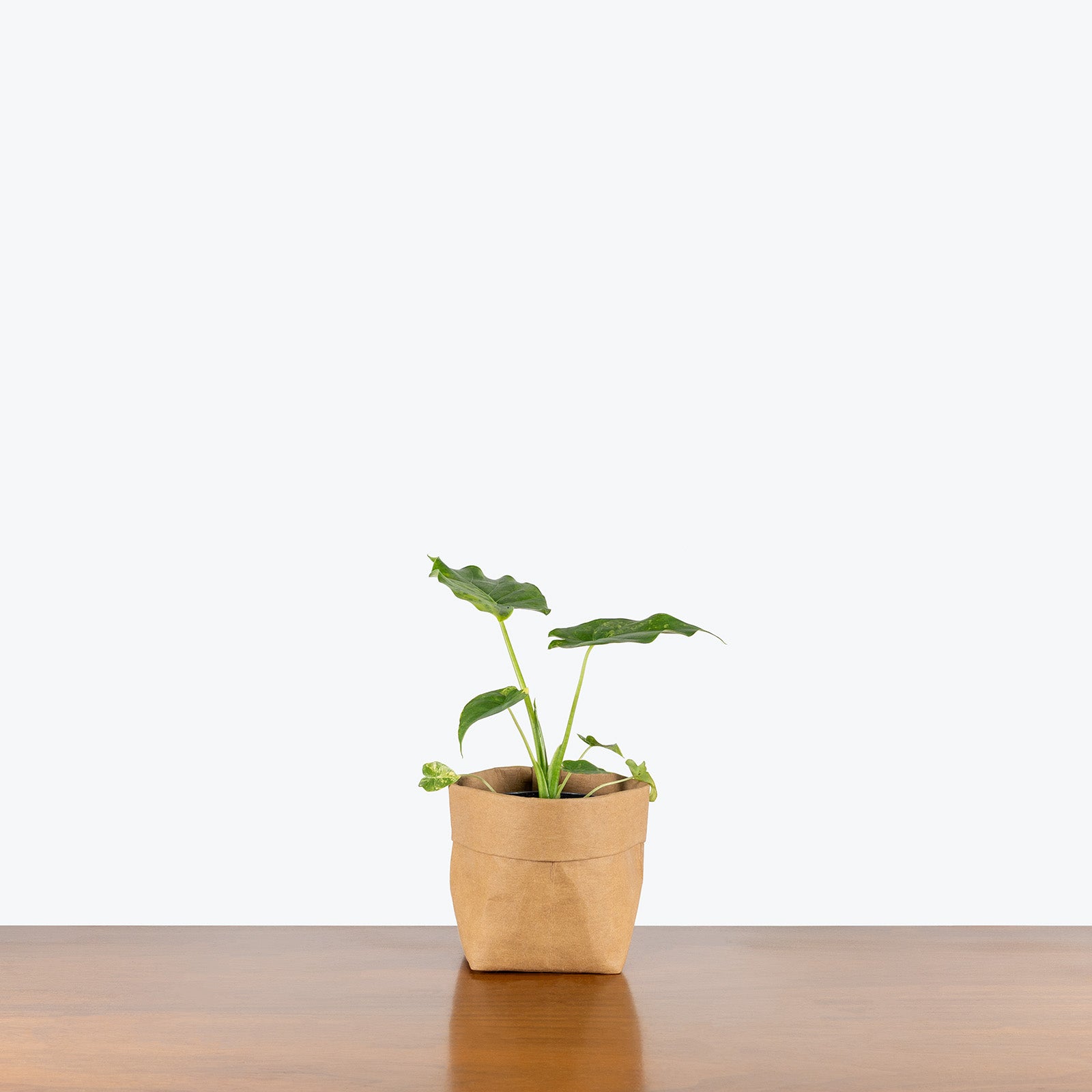Alocasia Odora Variegata Yellow | Care Guide and Pro Tips - Delivery from Toronto across Canada - JOMO Studio