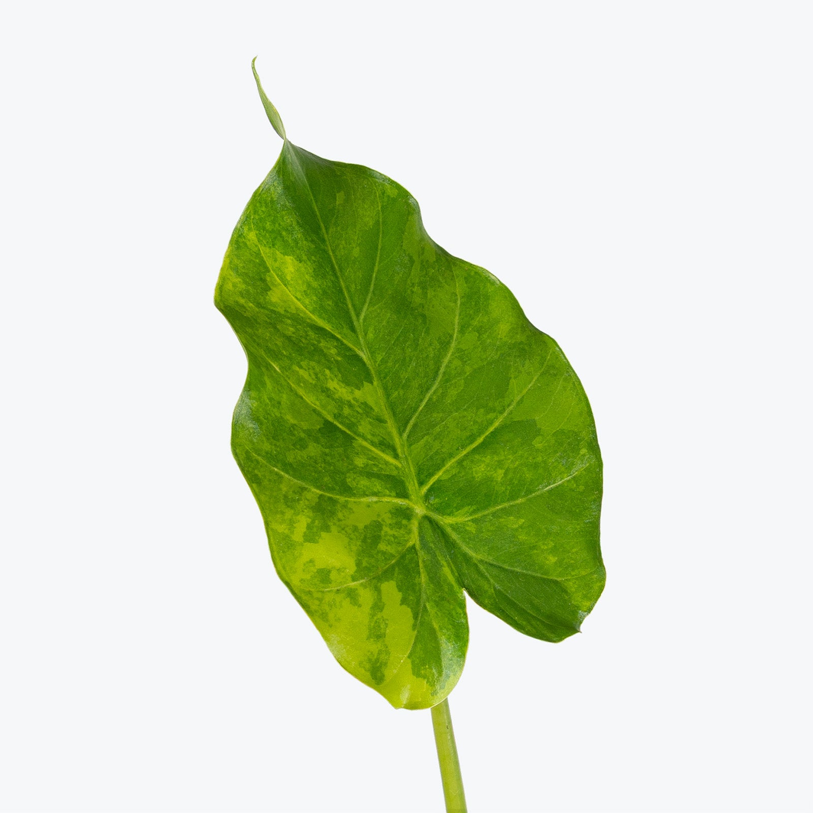 Alocasia Odora Variegata Yellow | Care Guide and Pro Tips - Delivery from Toronto across Canada - JOMO Studio