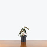 Alocasia Polly Pink Variegated — 4" Pot