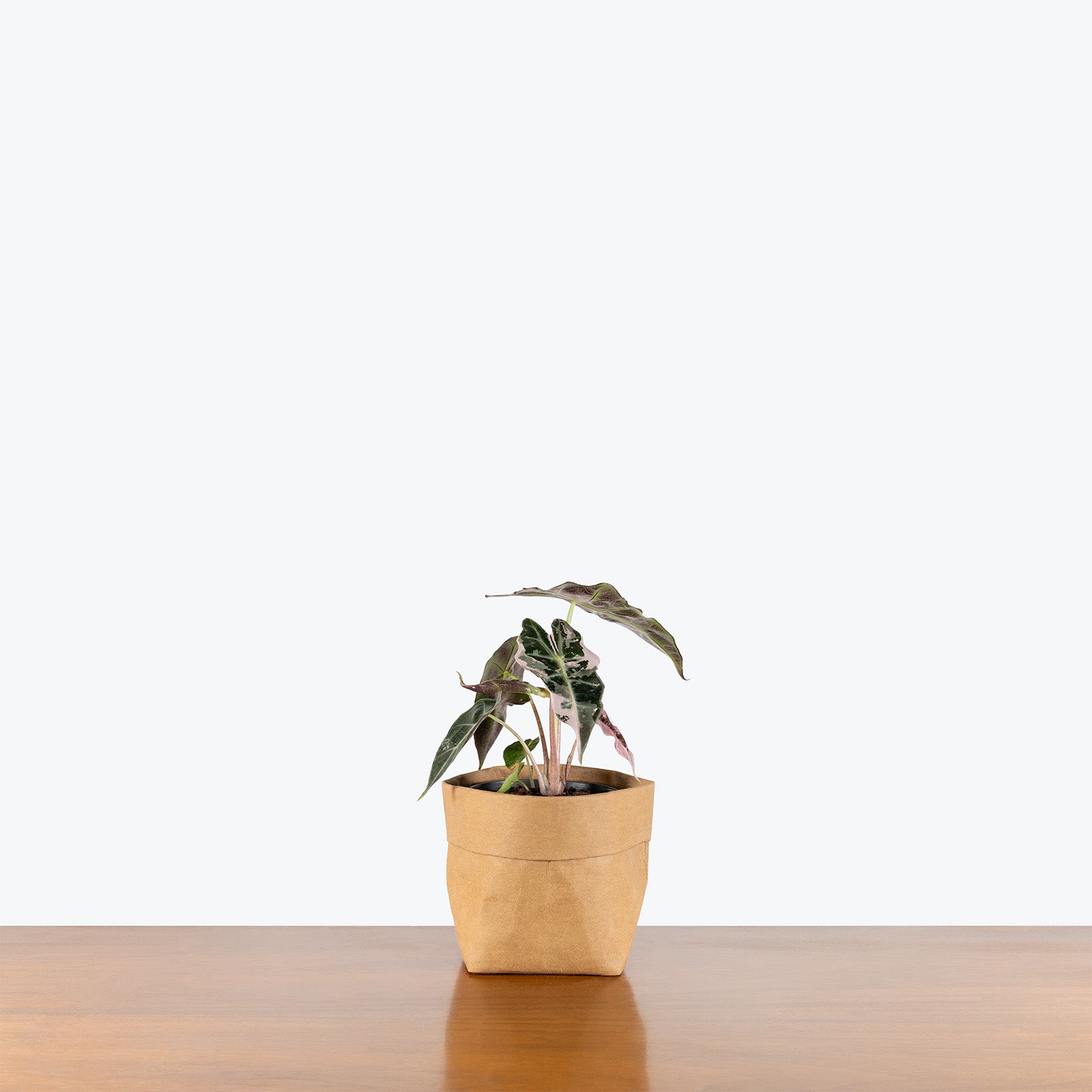 Alocasia Polly Pink Variegated | Care Guide and Pro Tips - Delivery from Toronto across Canada - JOMO Studio
