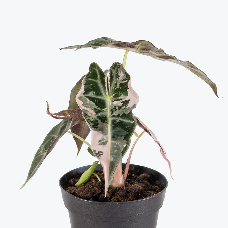 Alocasia Polly Pink Variegated | Care Guide and Pro Tips - Delivery from Toronto across Canada - JOMO Studio