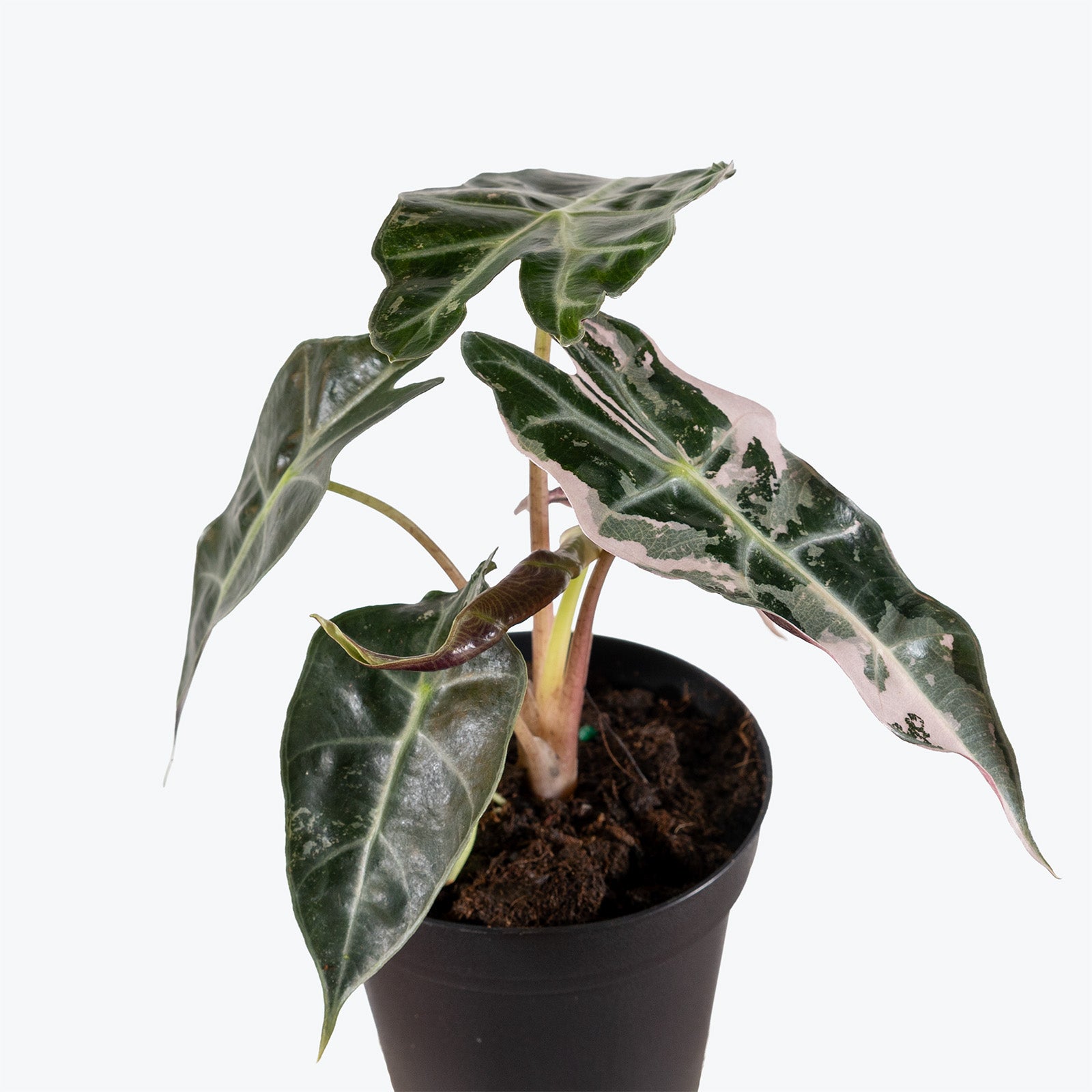 Alocasia Polly Pink Variegated | Care Guide and Pro Tips - Delivery from Toronto across Canada - JOMO Studio