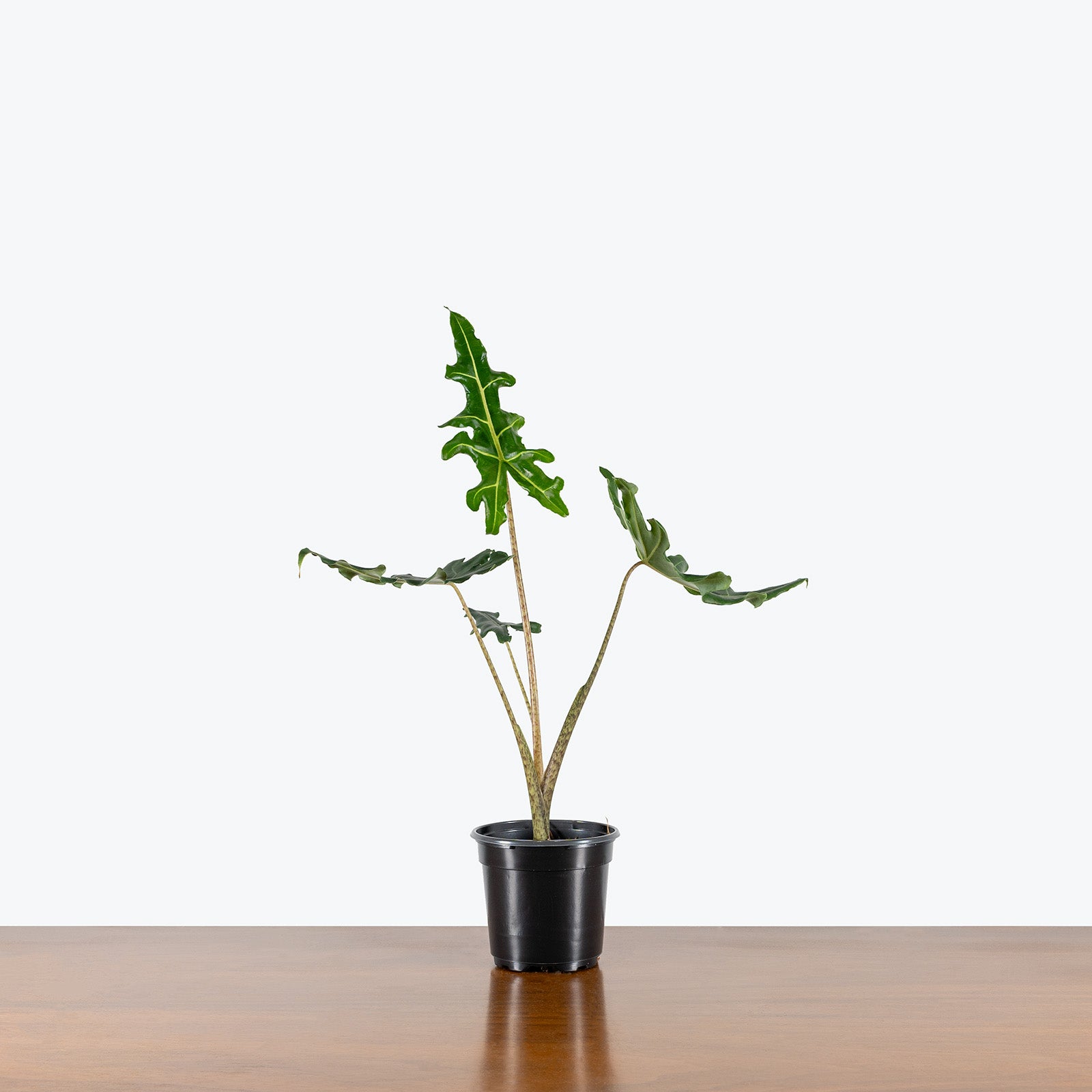 Alocasia Portei | Care Guide and Pro Tips - Delivery from Toronto across Canada - JOMO Studio