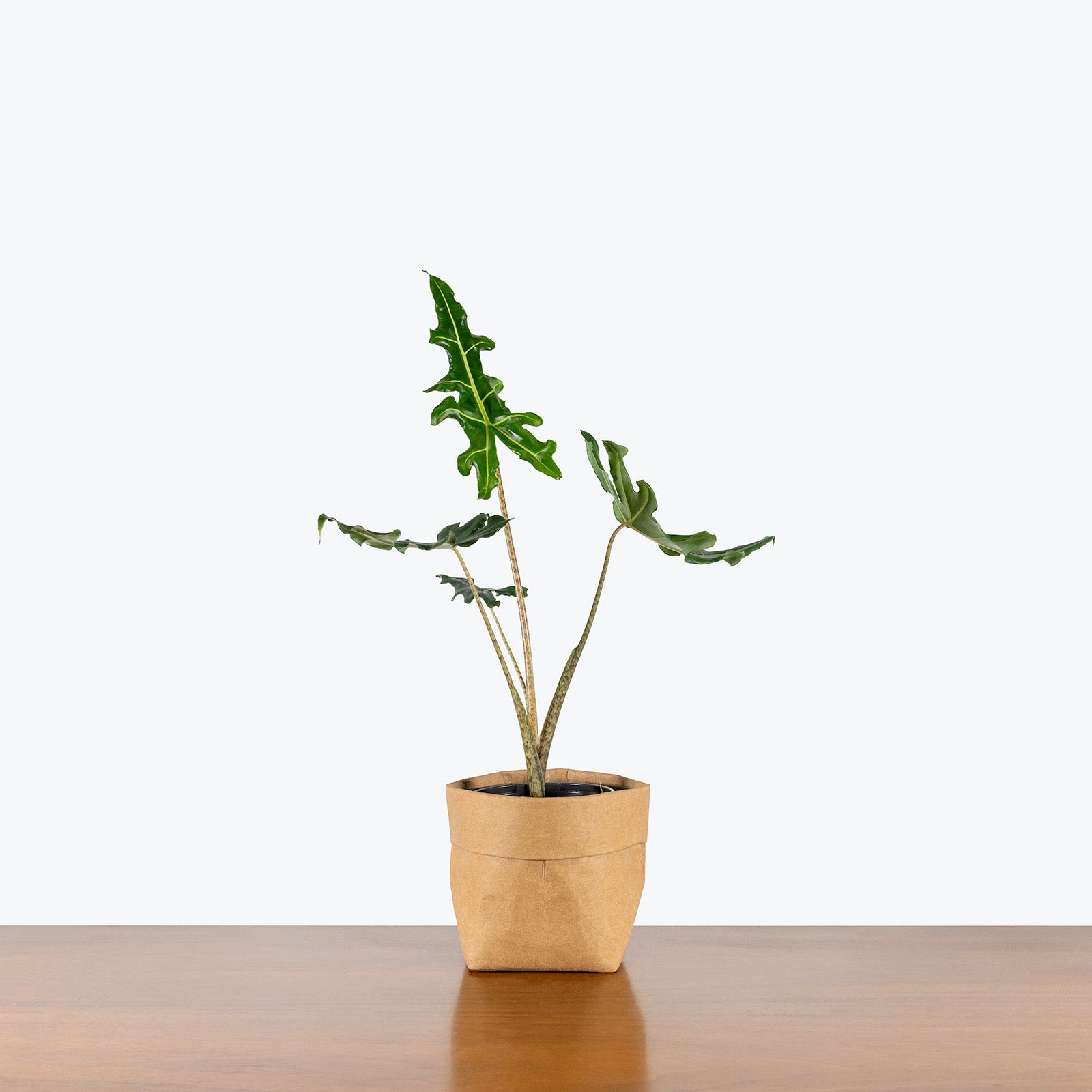 Alocasia Portei | Care Guide and Pro Tips - Delivery from Toronto across Canada - JOMO Studio