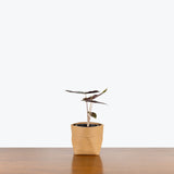 Alocasia Pseudo Sanderiana - House Plants Delivery Toronto - JOMO Studio