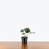 Alocasia Reginae — 4" Pot