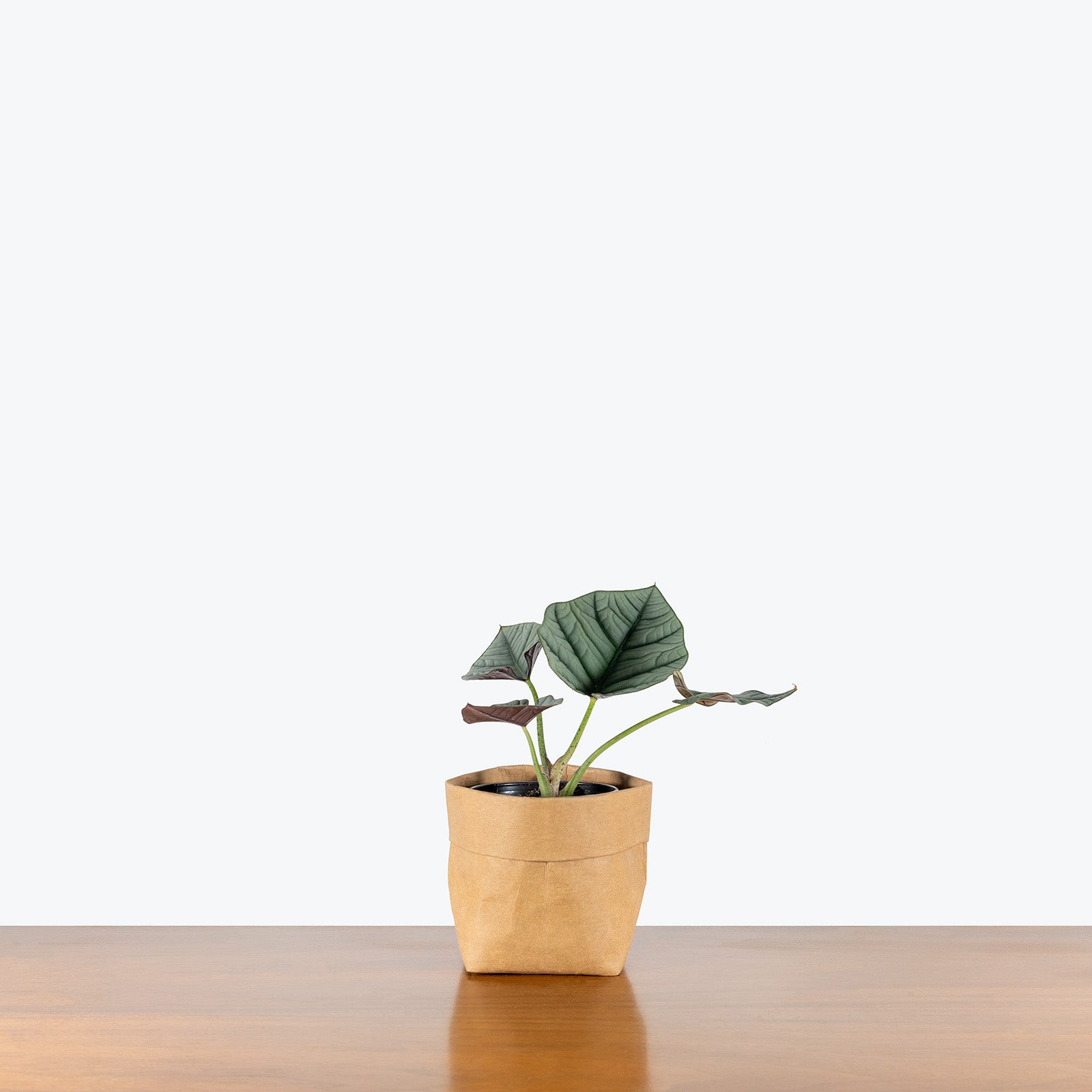 Alocasia Reginae | Care Guide and Pro Tips - Delivery from Toronto across Canada - JOMO Studio