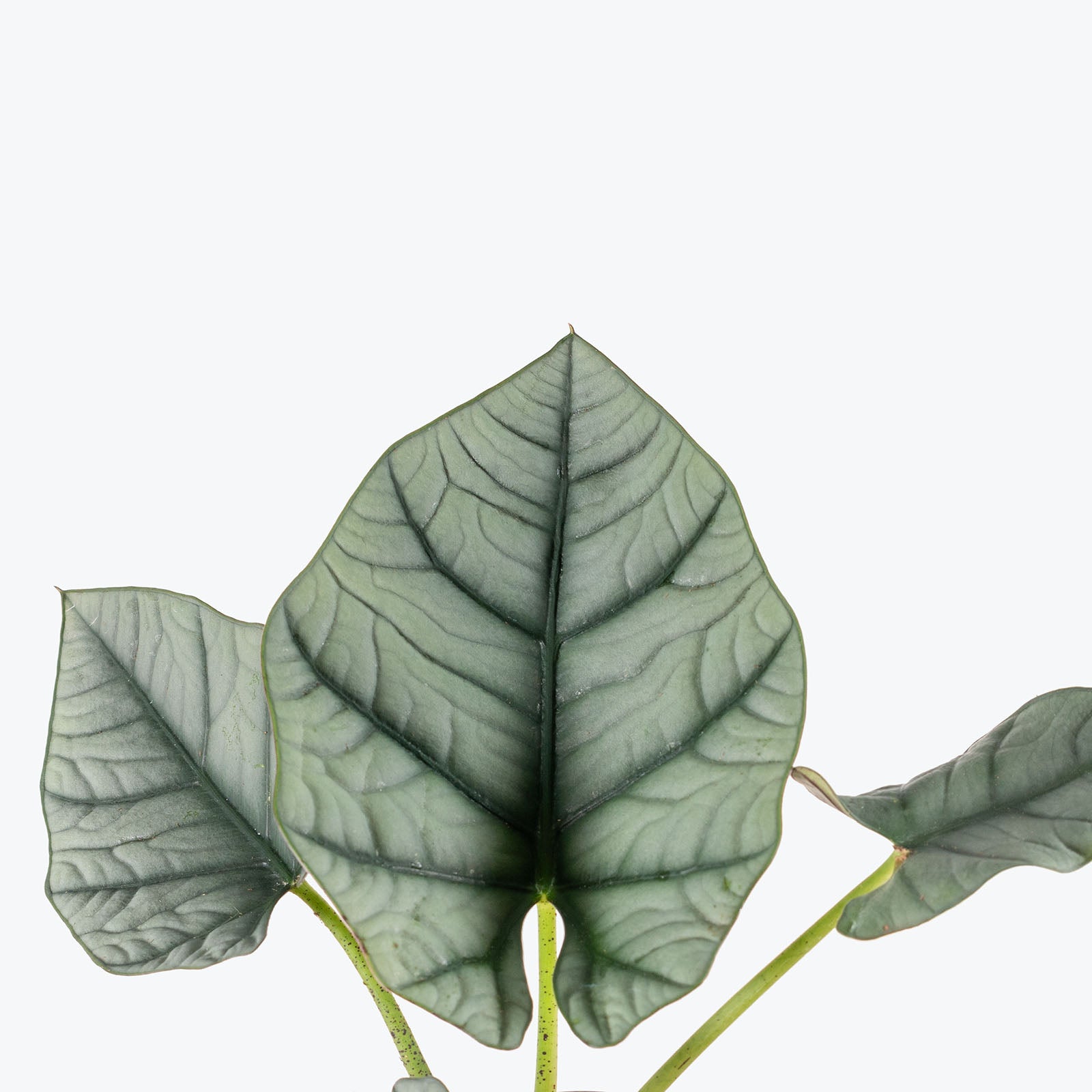 Alocasia Reginae | Care Guide and Pro Tips - Delivery from Toronto across Canada - JOMO Studio