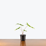 Alocasia Sabrina — 4" Pot