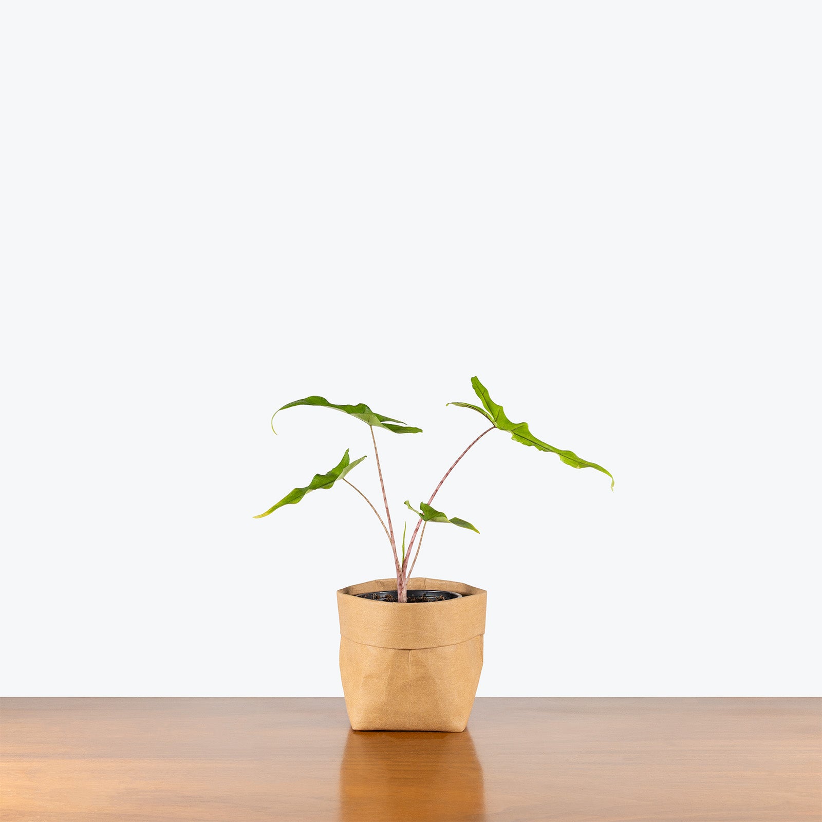 Alocasia Sabrina | Indoor Tropical Plants & Houseplants for Delivery | Care Guide and Pro Tips