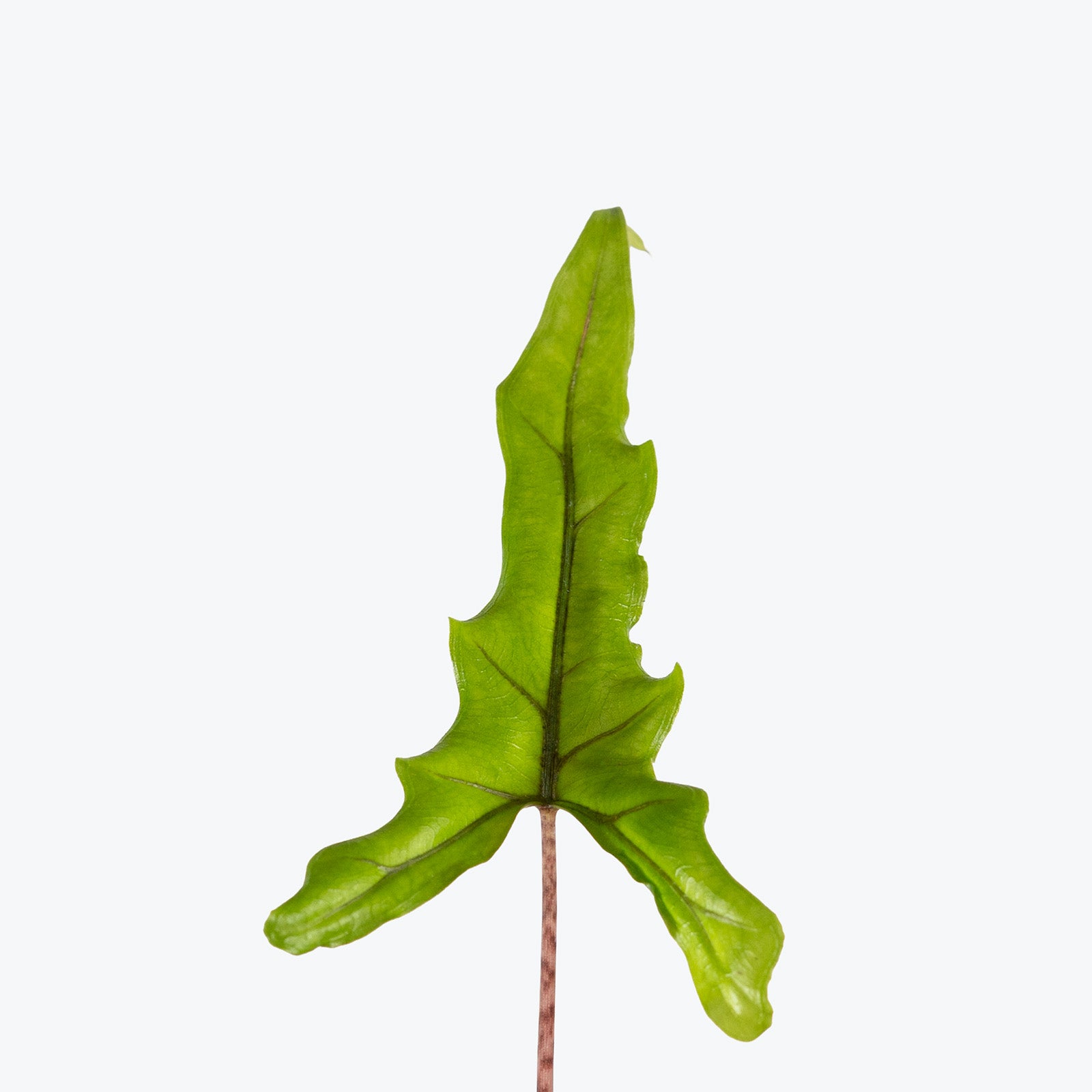 Alocasia Sabrina | Indoor Tropical Plants & Houseplants for Delivery | Care Guide and Pro Tips