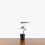 Alocasia Nobilis — 4" Pot