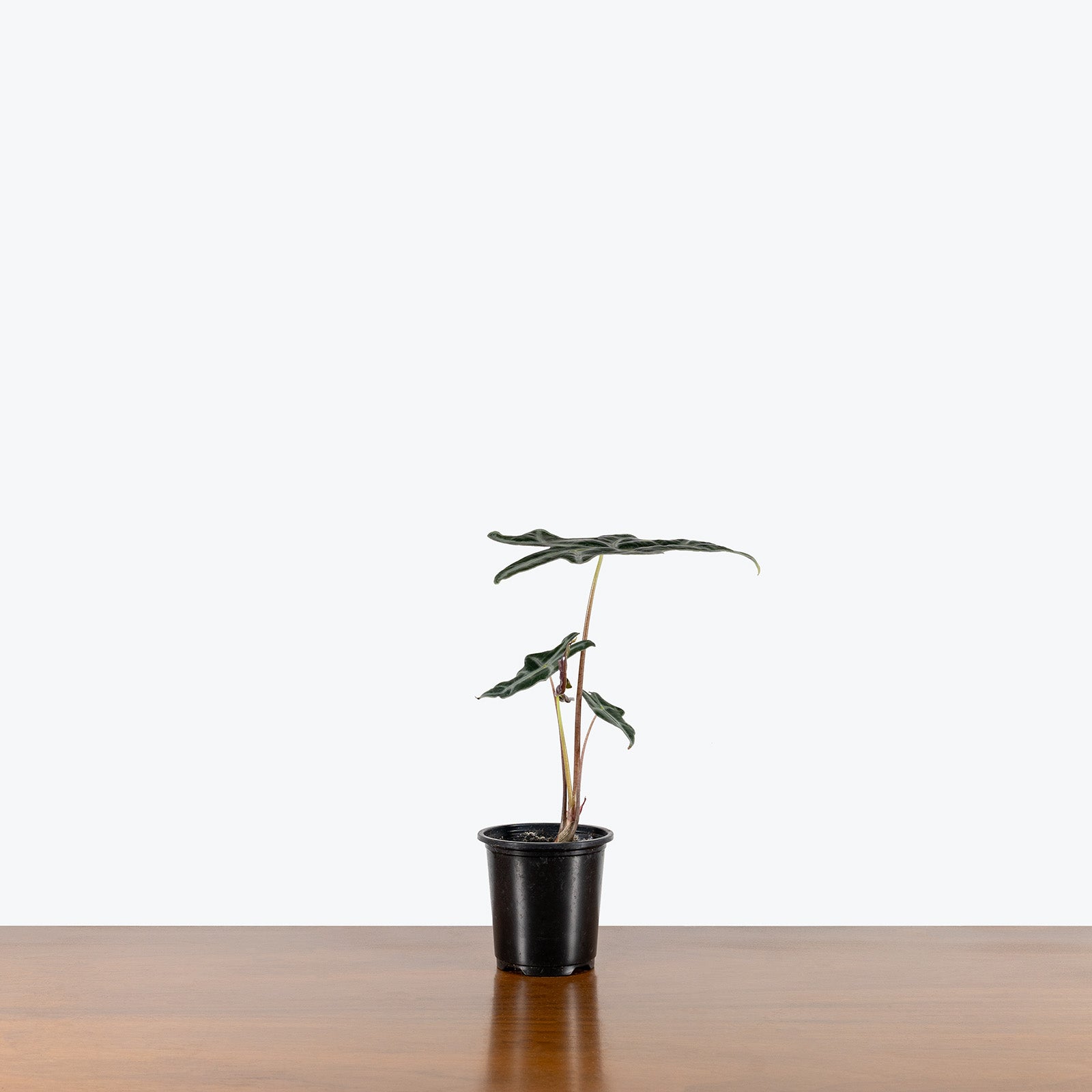 Alocasia Nobilis | Care Guide and Pro Tips - Delivery from Toronto across Canada - JOMO Studio