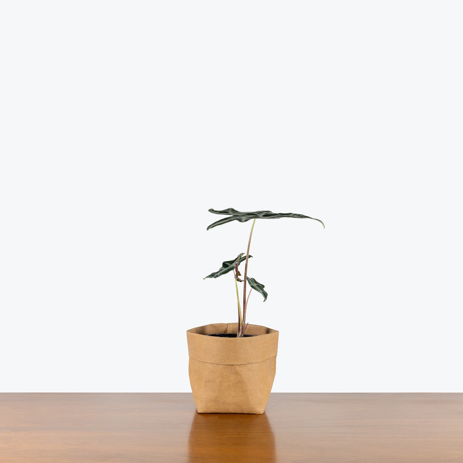 Alocasia Nobilis | Care Guide and Pro Tips - Delivery from Toronto across Canada - JOMO Studio