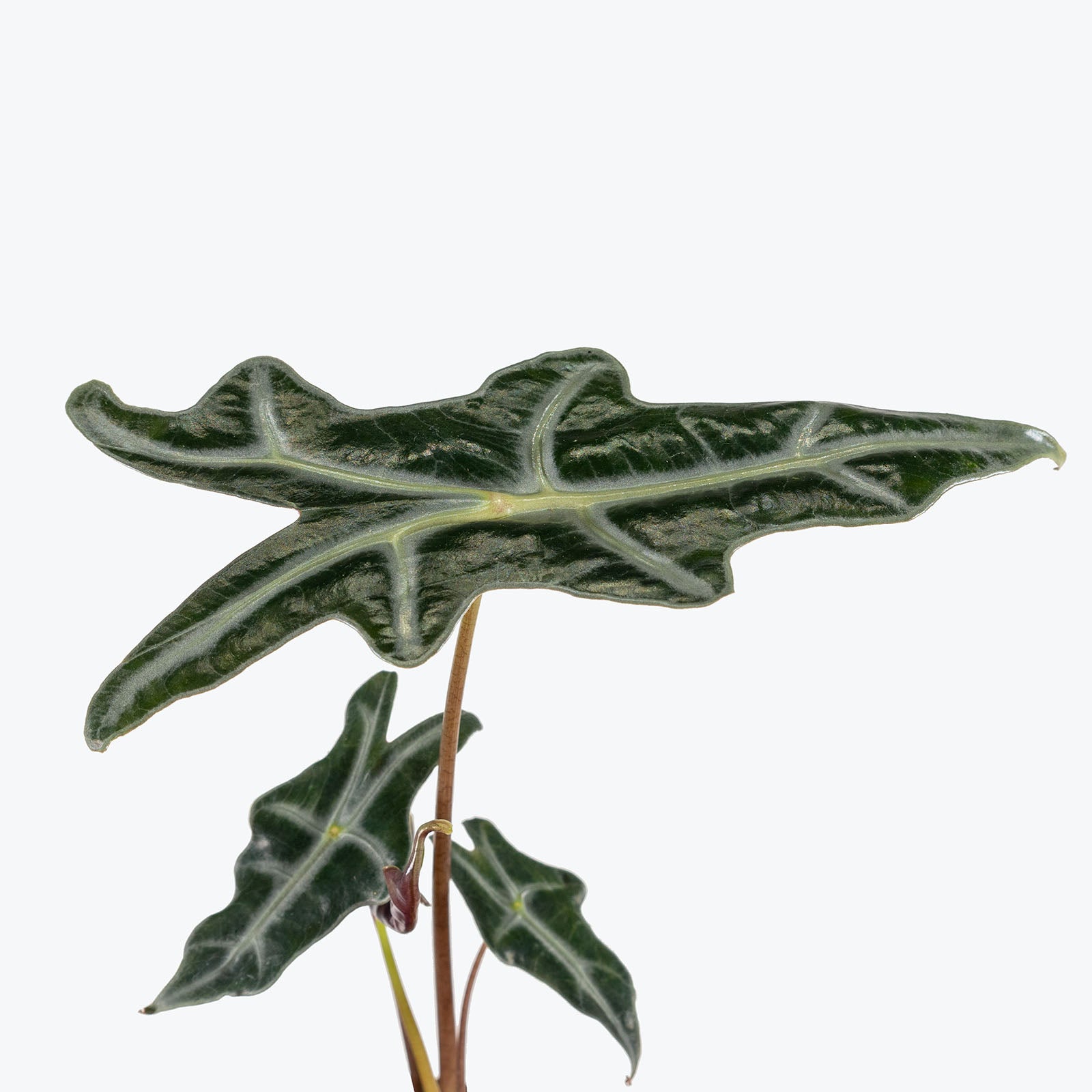 Alocasia Nobilis | Care Guide and Pro Tips - Delivery from Toronto across Canada - JOMO Studio