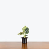 Alocasia Silver Dragon — 4" Pot (smaller than picture)
